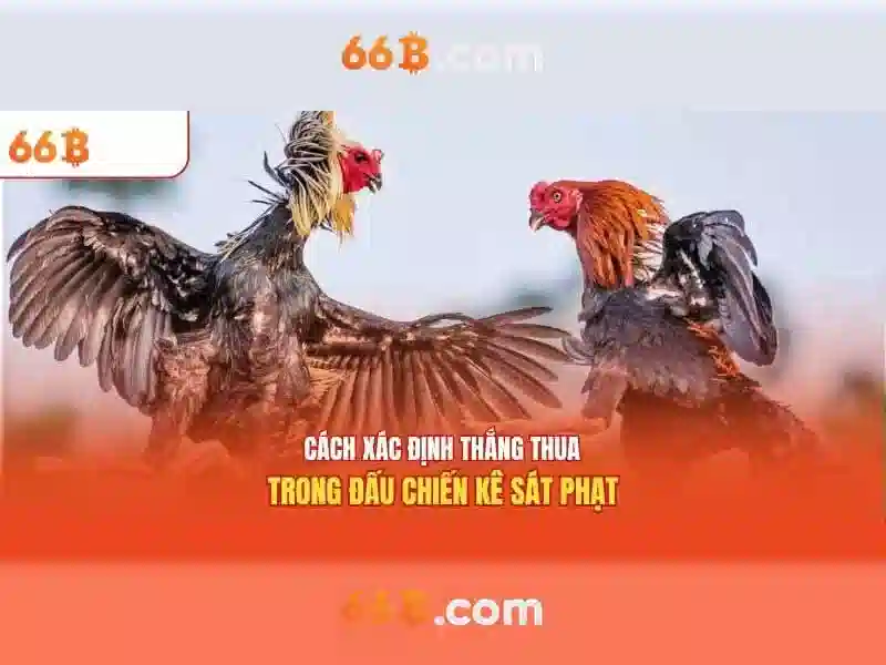 Kiến trúc và tổ chức của 66B