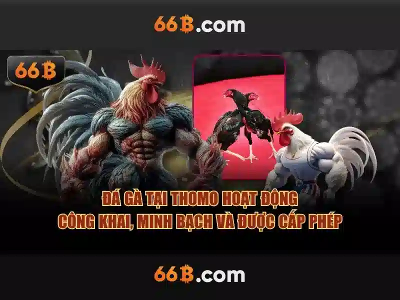 66b trong đời sống số hàng ngày