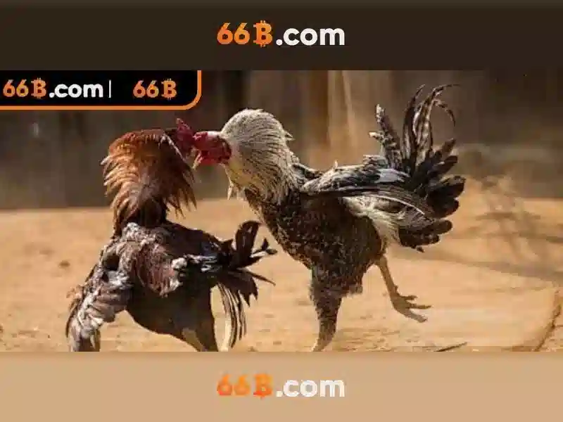 66b là gì? Khái niệm và tiềm năng